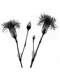 Carnation X Ray For A Tattoo Xray Flower Black Tattoos January Birth Flower Tattoo