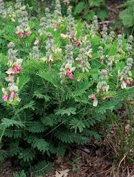 Image result for Tephrosia reptans