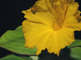 Image result for Costus subbiflorus