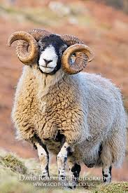 Blackface Sheep Ram Rare Animals Animals Animals Beautiful