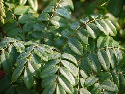 Image result for Moullava