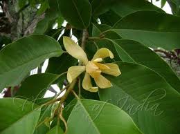 The Reason Why Everyone Love Magnolia Champaca In Hindi Magnolia Champaca In Hindi Https Ift Tt 32aiobf Tiny White Flowers Plumeria Flowers Pretty Flowers