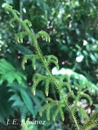 Image result for Lycopodiella cernua