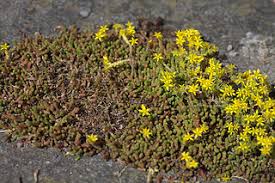 Sedum acre 'yellow queen' (1). File Sedum Acre Yellow Queen 01 Jpg Wikimedia Commons