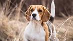 Beagle Puppies for Sale - Adoptapet