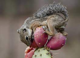 Prickly pear cacti are native to the western hemisphere. Prickly Pear Breakfast By Saija Lehtonen Desert Animals Squirrel Small Pets