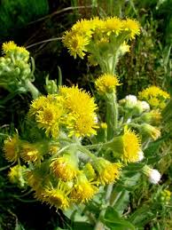 Image result for Tephrosia meisneri