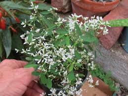 Image result for Euphorbia hypericifolia