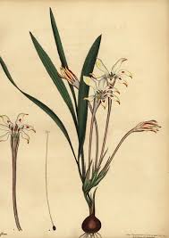 Image result for Tritonia