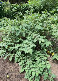 Image result for Physalis peruviana