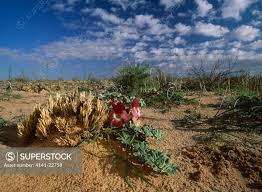 Image result for Harpagophytum