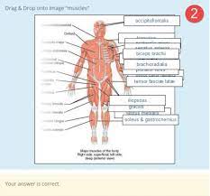 Indicate, using the letters provided, where each muscle group is on the diagram. Drag And Drop Onto Image Question Type Moodledocs