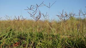 Infestations of bermudagrass in tall fescue and zoysiagrass commonly take the shape of distinct patches, easily identified by differences in color (during periods of active growth and dormancy; How To Get Rid Of Bermuda Grass Sunset Magazine