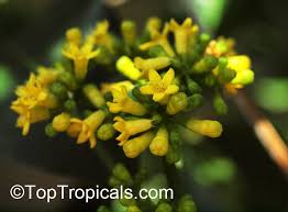 Image result for Psychotria mahonii