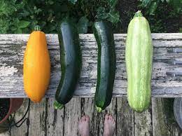 What makes zucchini good for you. Impressive Health Benefits Of Zucchini Kingsway Compounding