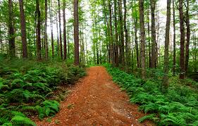New England Trail Running Guide | ACTIVE