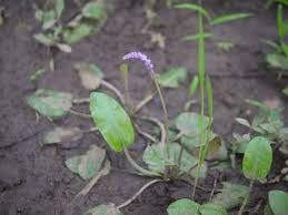 Image result for Aponogetonaceae