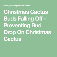 What causes this problem and how do i remedy it? Christmas Cactus Buds Falling Off Preventing Bud Drop On Christmas Cactus Christmas Cactus Cactus Cactus Leaves