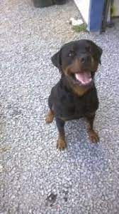 Find local rottweiler puppies for sale and dogs for adoption near you. Rottweiler Puppies For Sale Fayetteville Nc 85993