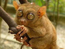 More than 1694 animal names can be found on the website. 10 Fascinating Animals Whose Names Start With The Letter T