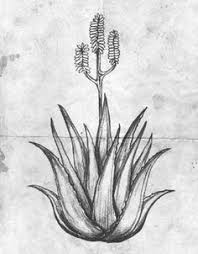 Aloe vera and tattoos (self.tattoo). 21 Best Aloe Vera Tattoo Ideas Aloe Vera Tattoo Aloe Aloe Vera