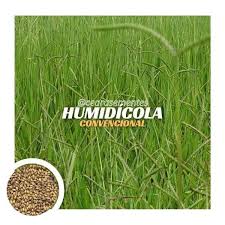 Image result for Urochloa dictyoneura