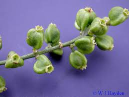 Image result for Gouania scandens