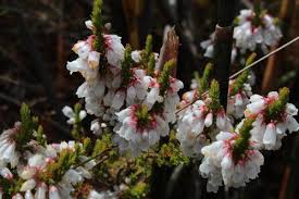 Image result for Hydrostachys polymorpha