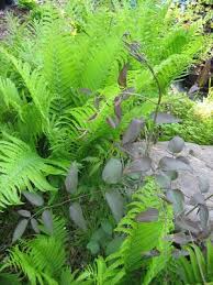 Image result for Clematis recta atropurpurea