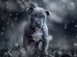 Check spelling or type a new query. Wallpaper Black Puppy Blue Eyes Front View 1920x1440 Hd Picture Image