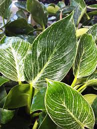 Super White Philodendron Birkin Variegata In 2x2x7 Pot In 2020 Philodendron Plant Philodendron Plants