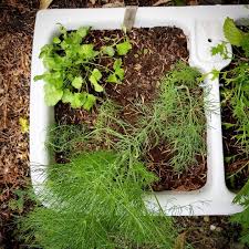 Werbung Fur Eigene Produkte Anis Kummel Fenchel In Dem Alten Waschbecken Wachsen Gerade Meine Seedballs Der Fenchel Anis Kumme In 2020 Herbs Instagram Vegetables