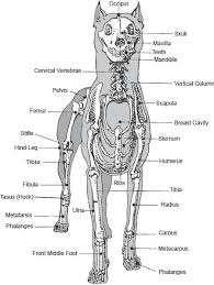 Dog Wolf Anatomy Dog Anatomy Dog Skeleton Animal Science
