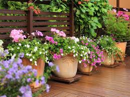 Queste piante arri visita : 5 Piante Da Balcone Resistenti Al Caldo One Giardinaggio