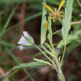 Image result for Monsonia angustifolia