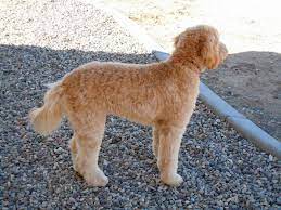 How often should you groom a labradoodle? Diy Dog Grooming Page 2 Labradoodle Forums