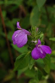 Image result for Justicia rodgersii