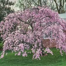 Maybe you would like to learn more about one of these? Cherry Tree Ornamental Trees Trees The Home Depot