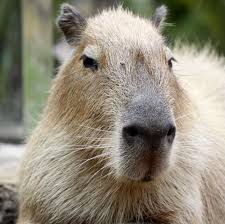 Capybara The Worlds Biggest Rodent Capybara Tame Animals Biggest Rodent