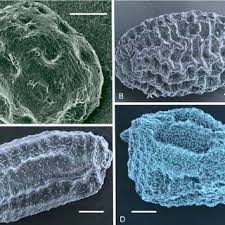 Image result for Crepidorhopalon goetzei