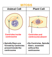 Maybe you would like to learn more about one of these? Learn Differences Between Animal And Plant Cell Mitosis In 2 Minutes