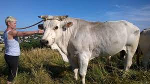 La fiorentina in ritiro a moena dal 17 al 31 luglio. De Chianina Zuchtbetrieb In St Goar Rlp Deutschland En Chianina Breeding Farm In St Goar Rlp Germany