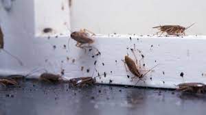 By following these treatments for getting rid of roaches, and continuing using preventative measures, you'll hopefully keep roaches out of your. Roaches The Headache Of Every Florida Homeowner Halo Home Watch