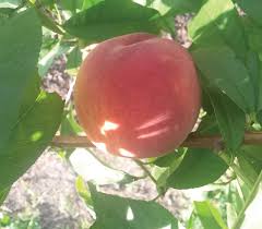 The contender peach can even grow as far north as zone 4. Contender Peach Knowledgebase Johnson S Nursery