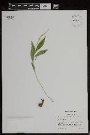 Image result for Polygala usafuensis