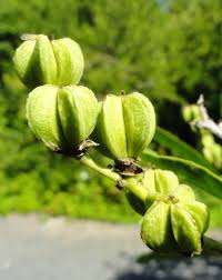 Image result for Exochorda