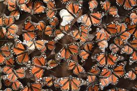 Arbol De Mariposas Monarcas De Martin Hernandez Sanchez Metepec Estado De Mexico Barro Moldeado Y Policromado El Arte De La Artesania Mexico Exposiciones