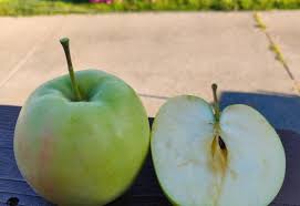 Jonagold is triploid, with sterile pollen, and as such, requires a second type of apple for pollen and is incapable of pollenizing other cultivars. Kcdgarden Jonagold