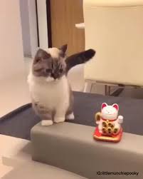 Omg The Cutest Cat Ever Cats Kitten Video Kittens Cutest Funny Animals Funny Cats