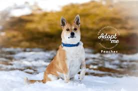 Cerca nel più grande indice di testi integrali mai esistito. Adoptable Dog Of The Week Peaches Petguide In 2021 Dog Adoption Dogs Dog Friends